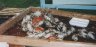 Maryland's famous Steamed Blue Crabs 